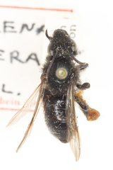 Andrena porterae