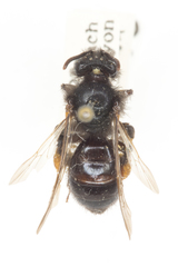 Andrena porterae