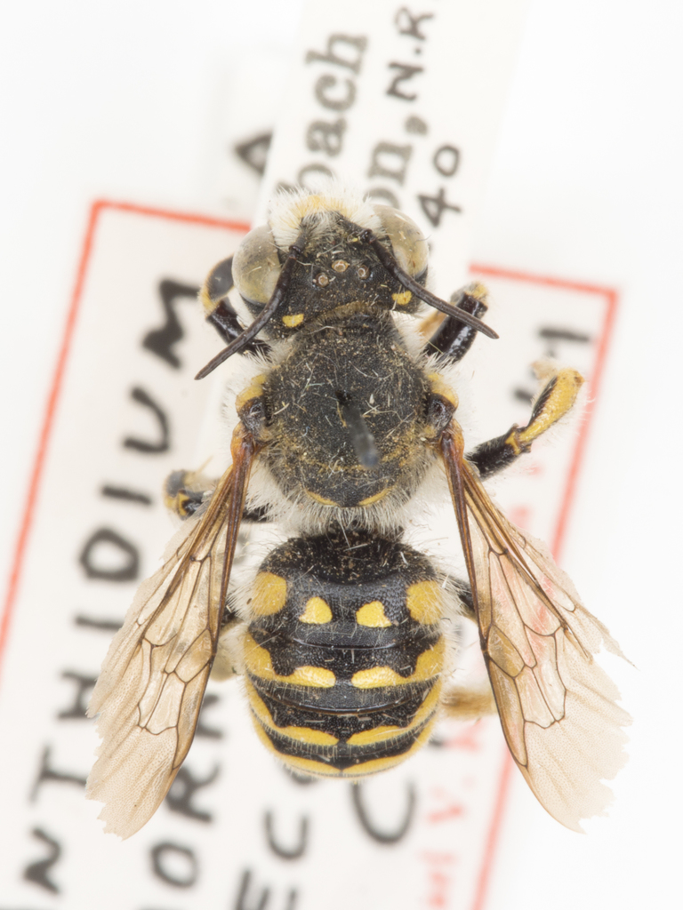 Anthidium mormonum