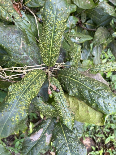 Black-cedar (Ocotea leucoxylon)