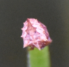 Acanthepeira