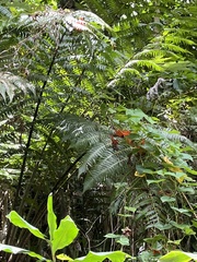 Cyathea horrida