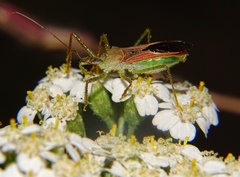 Zelus renardii