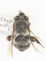Anthophora ursina
