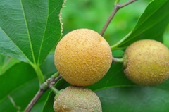 Sarcomphalus joazeiro