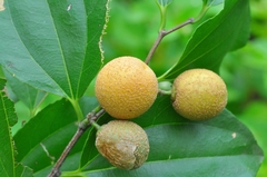 Sarcomphalus joazeiro