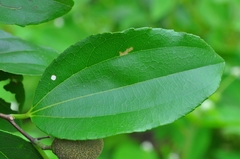 Sarcomphalus joazeiro