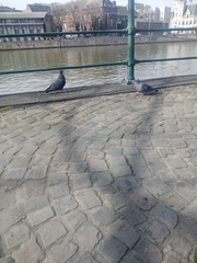 Columba livia domestica