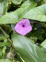 Ipomoea setifera