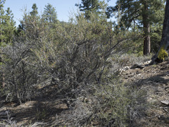 Cercocarpus ledifolius intermontanus