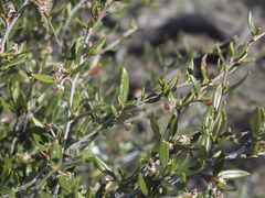 Cercocarpus ledifolius intermontanus