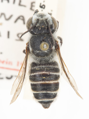 Megachile cleomis