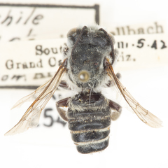 Megachile cleomis