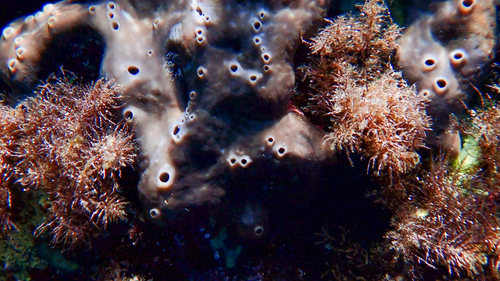 Photo of Kidney sponge (Chondrosia reniformis)