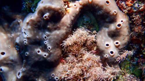 Photo of Kidney sponge (Chondrosia reniformis)