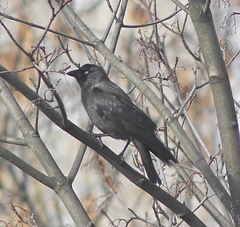 Corvus monedula