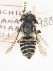 Megachile lippiae