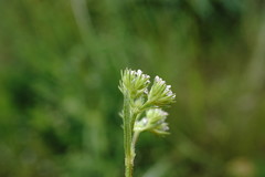 Valerianella dentata