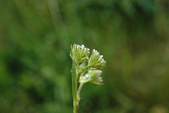 Valerianella dentata