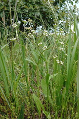Valerianella dentata