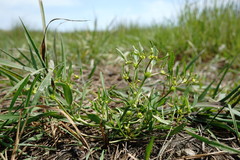 Ranunculus lateriflorus