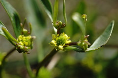 Ranunculus lateriflorus