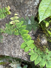 Marcgravia rectiflora