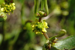Ranunculus lateriflorus