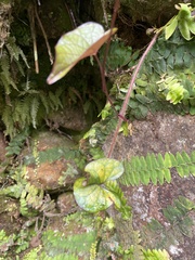 Ipomoea setifera