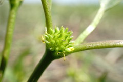 Ranunculus lateriflorus