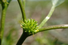 Ranunculus lateriflorus
