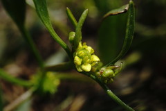 Ranunculus lateriflorus
