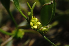 Ranunculus lateriflorus