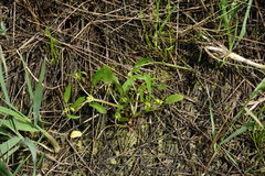 Ranunculus lateriflorus