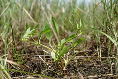 Ranunculus lateriflorus
