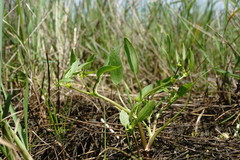 Ranunculus lateriflorus