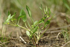 Ranunculus lateriflorus