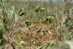 Trifolium angulatum