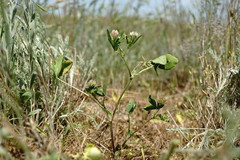Trifolium angulatum