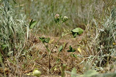 Trifolium angulatum