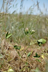 Trifolium angulatum