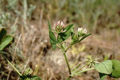 Trifolium angulatum
