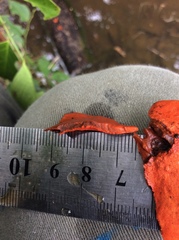 Pycnoporus sanguineus image