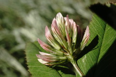 Trifolium angulatum