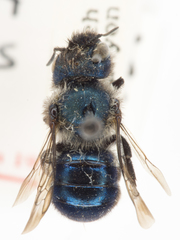 Osmia brevis