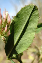 Trifolium angulatum