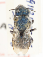 Osmia cordata