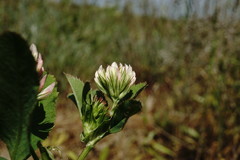Trifolium angulatum