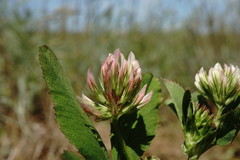Trifolium angulatum