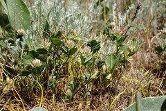 Trifolium angulatum